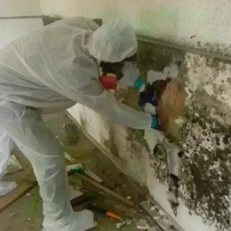 Mold Remediation and Removal in Hamilton, IL